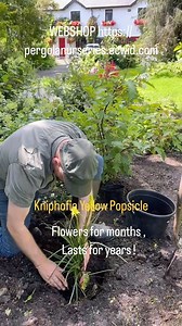 1K views | Kniphofia “ Yellow Popsicle “ is a tough hardy perennial that flowers for months and lasts for years. Planting time is from now, ,available in webshop https://pergolanurseries.ecwid.com ALL IRELAND DELIVERY  32 Counties WEBSHOP https://pergolanurseries.ecwid.com Pergola Nurseries Garden Corner, Virginia,Co Cavan A gardeners oasis of quality plants Open Tuesday to Saturday 10.30-6 Open Sundays 2-6 | Pergola Nurseries Garden Corner | Facebook