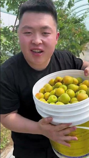 The Sweetest Harvest: Tasting Fresh Gold Apricots! 🍑✨#Apricot #FruitTasting #FreshFruit