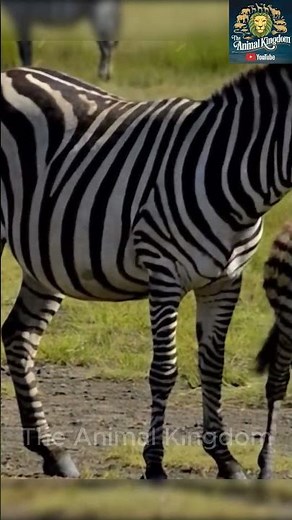 The Science Behind Zebra Camouflage – Nature’s Genius#wildlife #animals #animalfacts