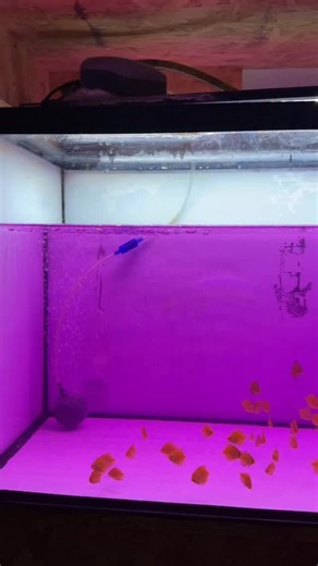 Second potassium permanganate treatment for my baby discus fish💜 Keeping their health in top condition is key to strong growth and vibrant colors✨ #discus #fish #fry #tank #discusfish #aquarium | Joan's Discus