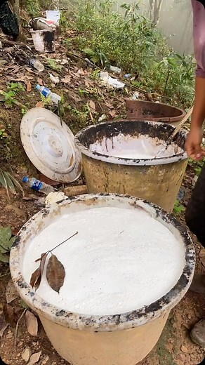 Inspirgreen on Instagram: "Pure rubber tree extraction 🌳 Save this... something big is coming 👀🌍 → @inspirgreen Credit: 我是小丽呀（橱窗有好物）"