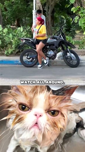 Take a look around 🤣💀 #cat #dance #memes