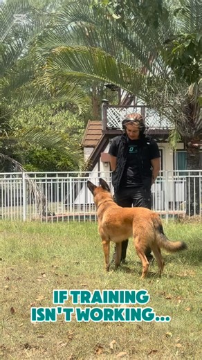 Sometimes the most important shift you can make is moving from “Why won’t my dog listen?” to “What’s making this hard for their brain and body right now?” 👀 What you see on the outside is often shaped by what’s happening on the inside: biology (pain, GI discomfort, hormones, sleep quality), emotional state (overall stress load and recovery), learning history, and the environment the dog is trying to cope in. ⚖️ When any of those pieces are out of balance, the nervous system can spend more time 