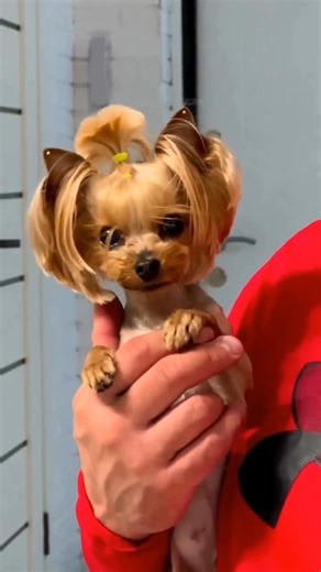 111K views · 3.3K reactions | So cute!殺  @yorkielifetx 殺珞 So Sweet! #Yorkshire terrier #yorkshire #yorkies #yorkiepuppy #yorkiesofficial #yorkiesofig #yorkiesrule #yorkieloversofinsta #yorkieswag #yorkiesarethebest #yorkiestyle #yorkie_feature #yorkiepoo #partiyorkie #yorkielove #yorkieterrier #yorkieloversworldwide #yorkieoftheday #yorkiegram101 #yorkielover #yorkiegram #yorkieboy #yorkiebaby #yorkiestagram #yorkiestar #yorkiesrule | Yorkshire Terrier Lovers | Facebook