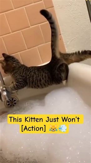 Tiny Kitten Fails Hilariously 😂 | Cutest Moment Ever #kitten #funnycat #shorts