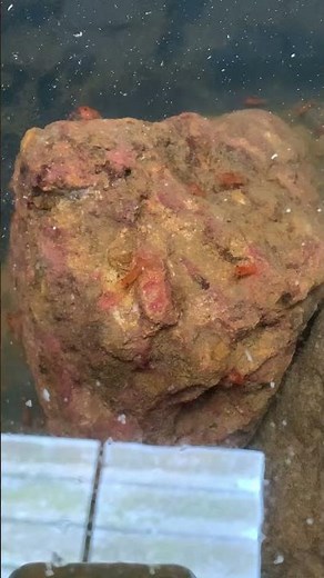 Crayfish Breeding for Beginners