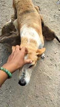 laali ne bnaya popat mera 🤣 #shorts #animals #dog