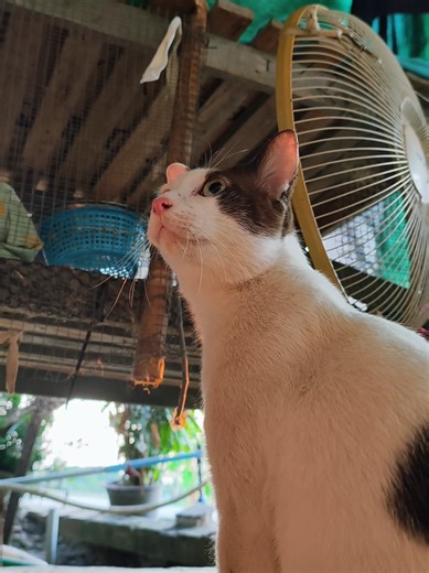 หนูเข้ากรงเองน๊า น่ารักมั้ยคะ #Cat #Family #แมวน่ารัก #แมวจร