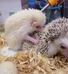 17K views · 58 reactions | Try to learn new thing with animal love. | I Love Monkeys | Facebook