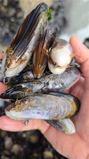 Bozrok shells #beach #crabgrass #seafood #fishing
