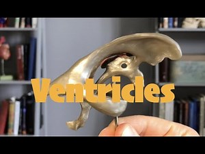 Ventricles