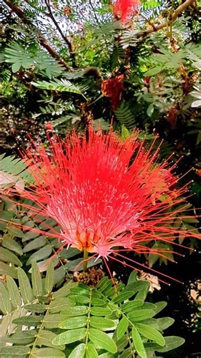Red Powder Puff plant (scientific name Calliandra haematocephala) #red #flower #fyp #minecraft #calm