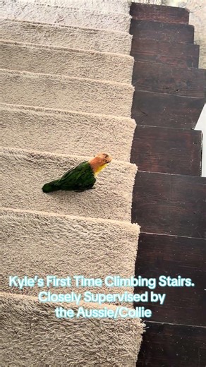 Kyle’s First Time Climbing Stairs. Being Closely Supervised By his Brother Westley The Aussie/Collie