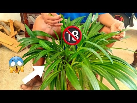 Plant pot cleaning /cleaning vlog / mpp88/ mp88 / ‪@priyaanannya‬