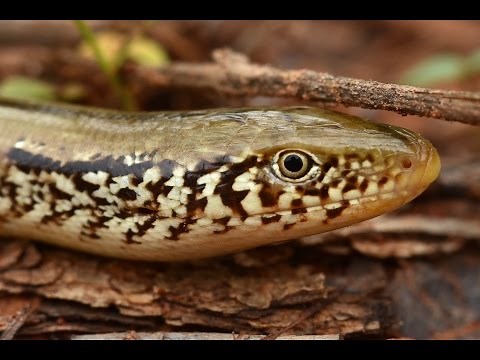 GLASS LIZARD - Facts About the Western Slender Glass Lizard