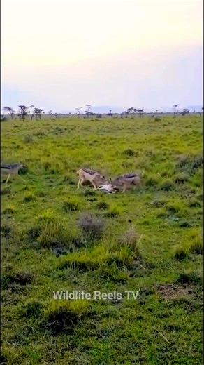 Impala Fights Jackals That Caught a Lamb | #shorts #wildlife #animals #wow #nature#mt #ytshorts