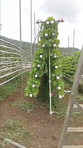 4.5K views · 81 reactions | #irrigationsystem #SmartAgriculture #agriculture #hydroponics #greenhouse | Smart Agri Life | Facebook