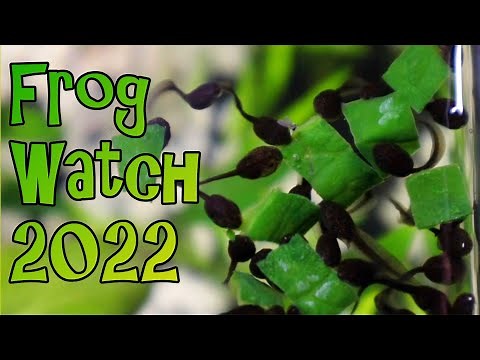 Feeding Tadpoles -Ice Cube Meal Prep - Frog Watch 2022