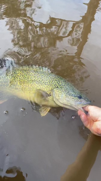 How about the colour #cod #trout #freshwaterfishing #fish #fishingaustralia #australia #river #creek