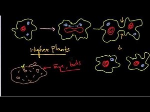 Asexual reproduction | CBSE Biology class 12 | NCERT Biology