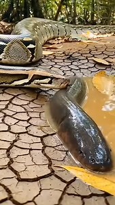 Python vs electric eel 😦🐍 #wildlife #animals | Lalit Kumar