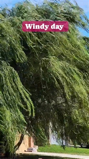 So windy, the weeping willow tree branches look like they're dancing, which looks pretty though #windy #windyday #weather #nature #naturelovers #naturebeauty #usa | Elma Melton