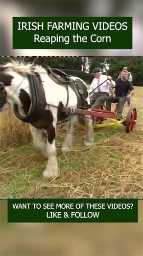 A Horse pulls a Reaper through a field of Oats, leaving the cut corn ready to be tied into sheaves and stooked. #fypシ #fblifestyle #IrishFarming #ireland | Videos of Irish Farming Life
