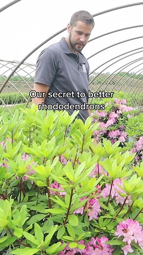 Secret Tricks for Lush Rhododendrons in New England