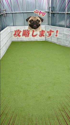 【人工芝】台形な地面、攻略します #人工芝 #庭 #施工