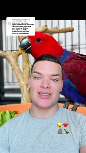 Understanding Eclectus Parrots: Care and Behavior