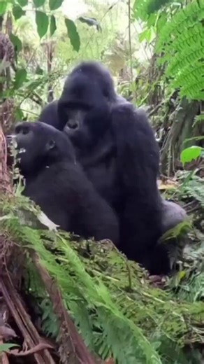 Gorilla mating isn’t just about reproduction it can also reflect hierarchy, bonding, and social structure within the group. What we see here is a small window into a complex society that mirrors more of ours than we might expect.What are your thoughts on this?