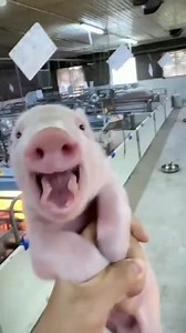 Cute and Funny Pig Laughing Compilation