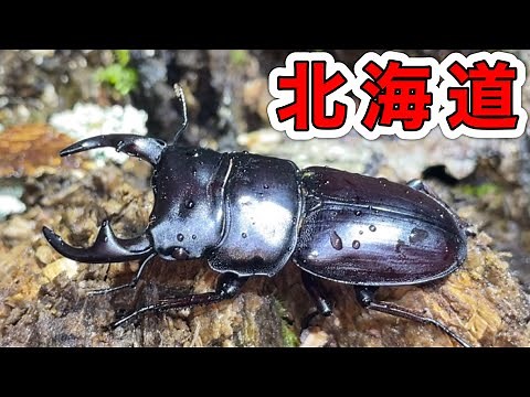 Get a giant stag beetle deep in the mountains of Hokkaido! [Stag beetle collecting]