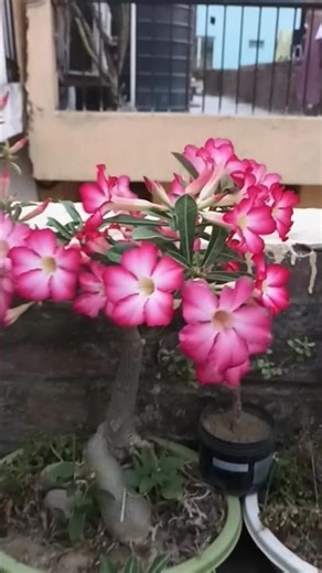 Adenium flowers😍😍