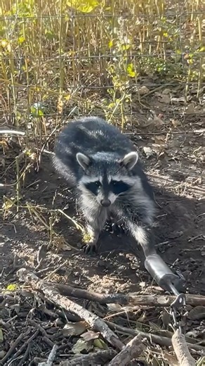 Dog proof trapping #duketraps #trapping #trapper #pestcontrol #predatorcontrol