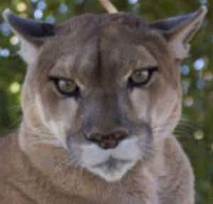 Site Documents Latest Mountain Lion Sightings
