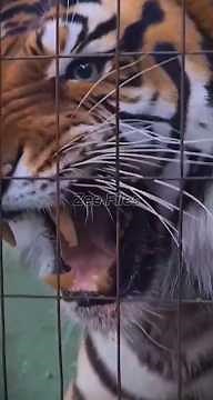 This Tiger’s Roar Means ONE Thing… Attack Mode Activated