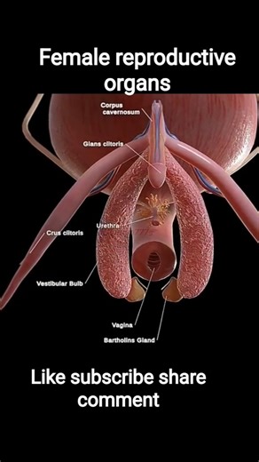 3d Anatomy of the Uterus #anatomy #meded #female #shorts #3danimation #animation #humanbody #reels