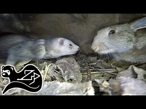 Rumble in the Roots - Sunrise Ferreting 9 🏴󠁧󠁢󠁳󠁣󠁴󠁿