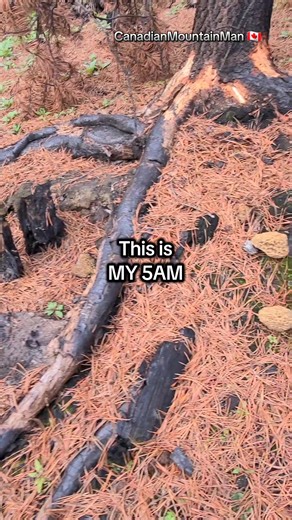 Mushroom Foraging: A Gourmet Adventure in Canada