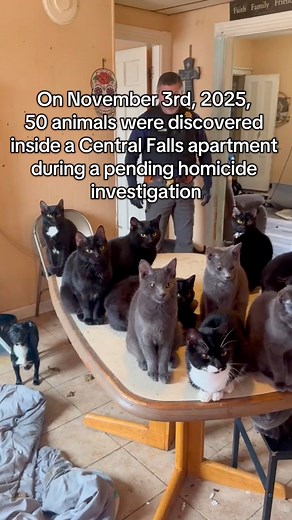 24K views · 287 reactions | The RISPCA needs YOUR HELP! We just took...