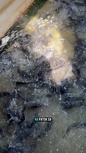 700K views · 8K reactions | Agri business ideas for 2025 | Kahoneho | Facebook