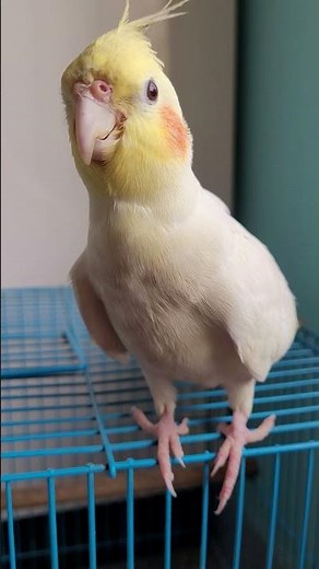 Cockatiel singing opera Mozart