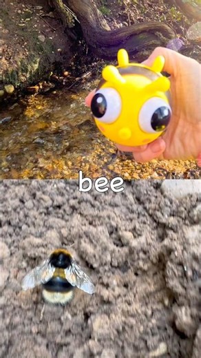 Kids Learn | Bug Insect Names by the Branch: Bee Ant Ladybug Katydid Rhino Beetle