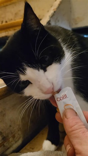 Chicken go-gurt | Jack Cameron