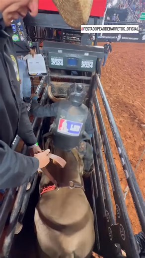 Rodeo de Barretos coveted bull of Cia Tercio Miranda | RODEO Channel