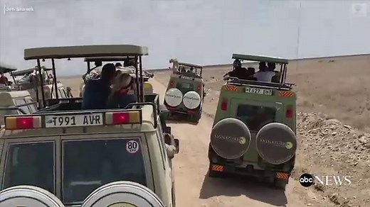 Cheetah chills out on Jeep with tourists inside