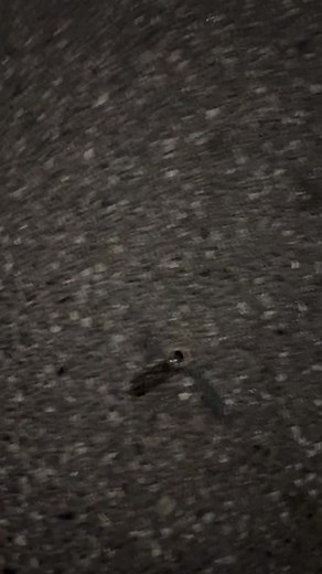 Real Deal M100 Firework not that fake stuff in the stand…. #m1000 #m100fireworks #forthofjuly2022 #fireworks2022🥂 #pyrofirework_ #stroberocket #forthofjuly🔐