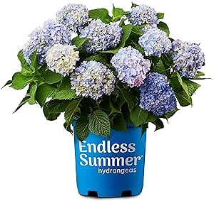 Endless Summer Original Hydrangea, 2 Gal, Pink and Blue Blooms