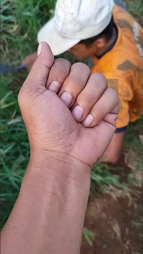 cute cockroach #cockroach #insects #anyuniqueanimals